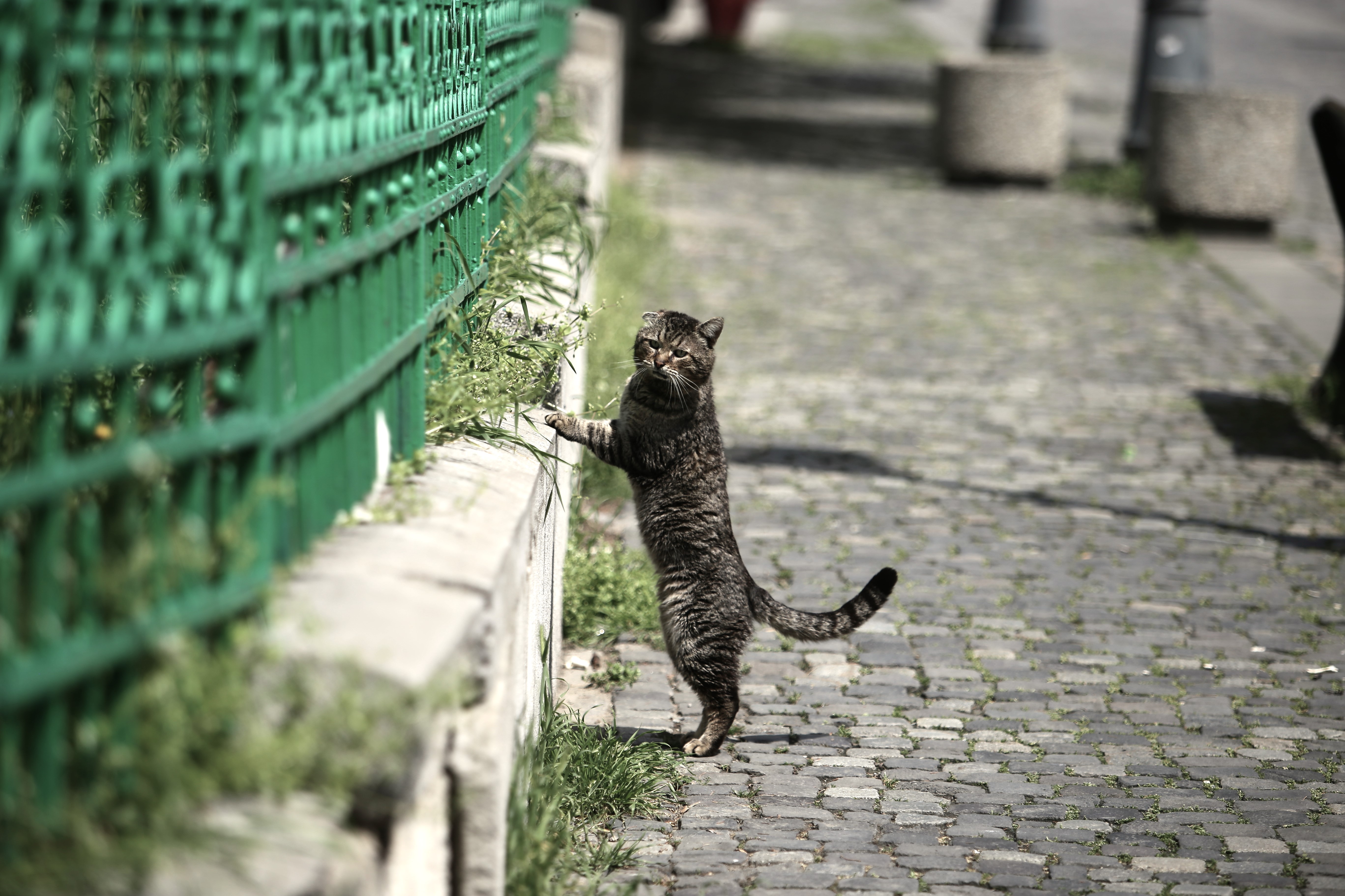 Viață de pisică în Centrul Vechi. De la legenda Mitzi, care are statuie, la mâțele care cerșesc printre picioarele oamenilor veniți să petreacă în inima Capitalei
