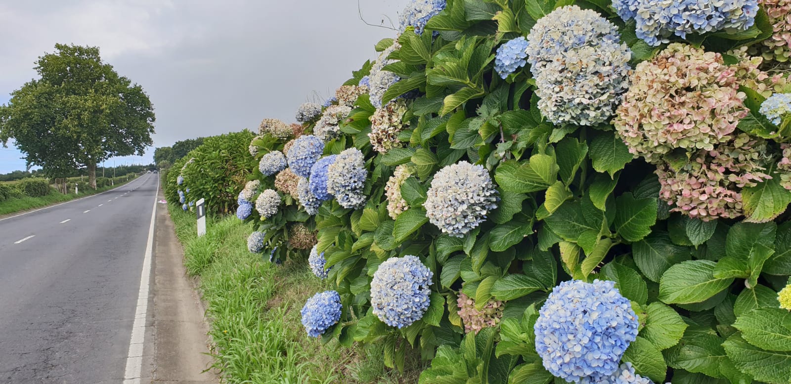 Grindeanu și consiliera sa Miss Buzău figurează în sistemul ANCOM că au fost în Insulele Azore, pe bani publici, la o Plenară de comunicații poștale!