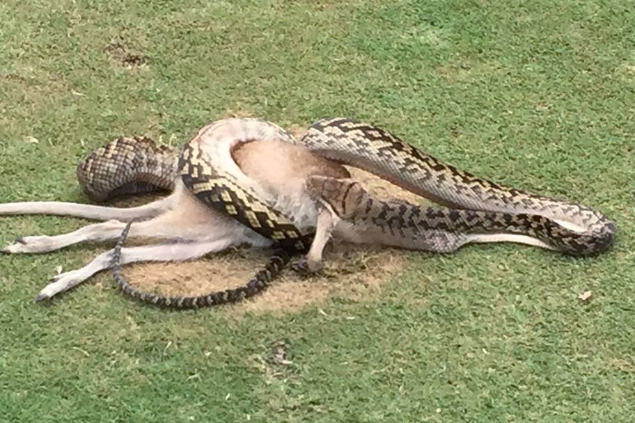 Imagini șocante din golf! Un piton lung de 4 metri a înghițit un pui de cangur / GALERIE FOTO