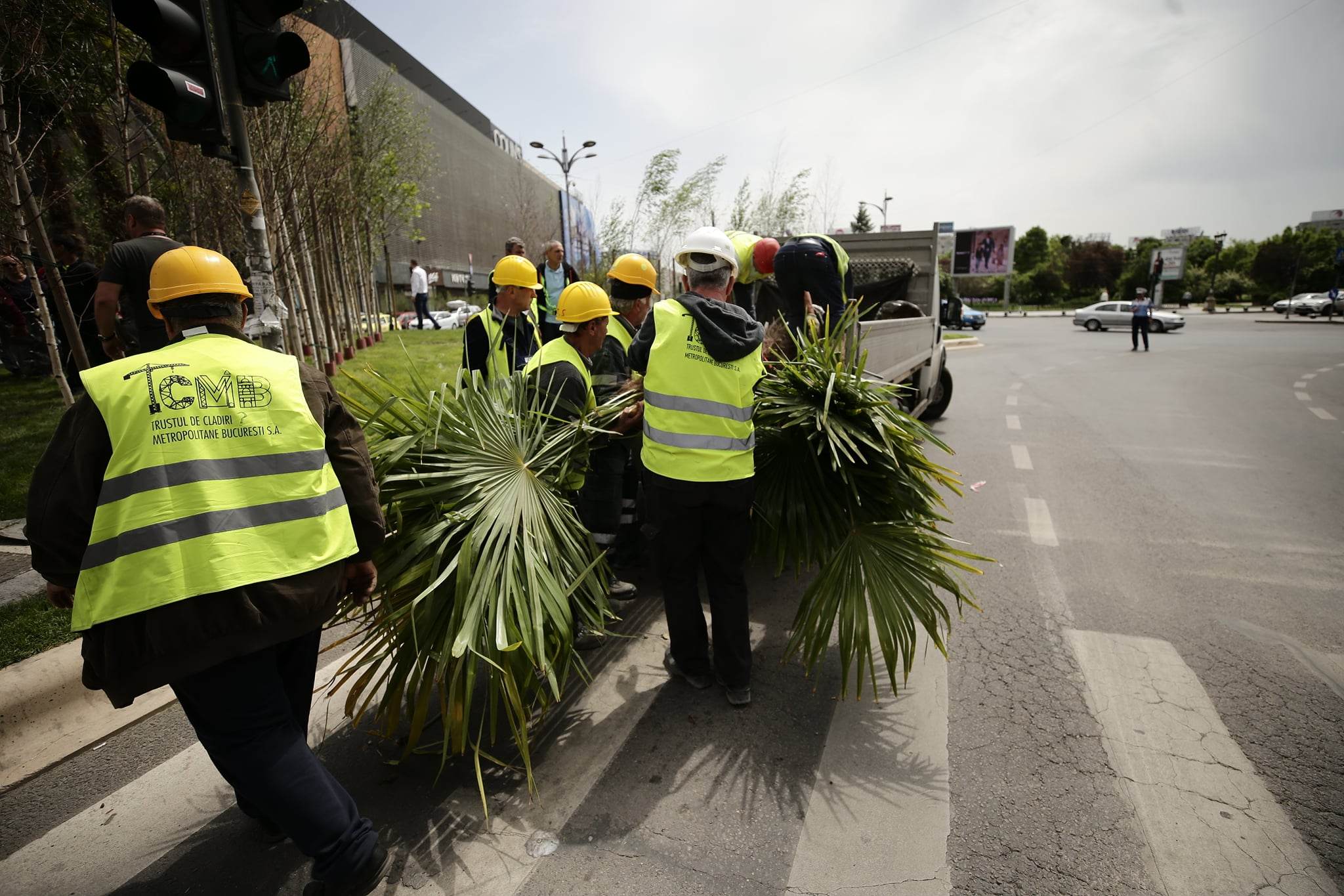 Nicușor Dan a scos palmierii puși de Negoiță la Piața Unirii, în urmă cu două zile. „Nu este vreo țară exotică”. Cei doi primari se atacă reciproc