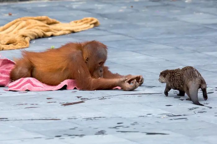 Urangutanii și vidrele s-au împrietenit, la o grădină zoologică din Belgia. Îngrijitorii au surprins animalele jucându-se împreună