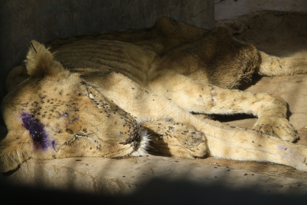 Imagini șocante. Cinci lei mor de foame într-o grădină zoologică