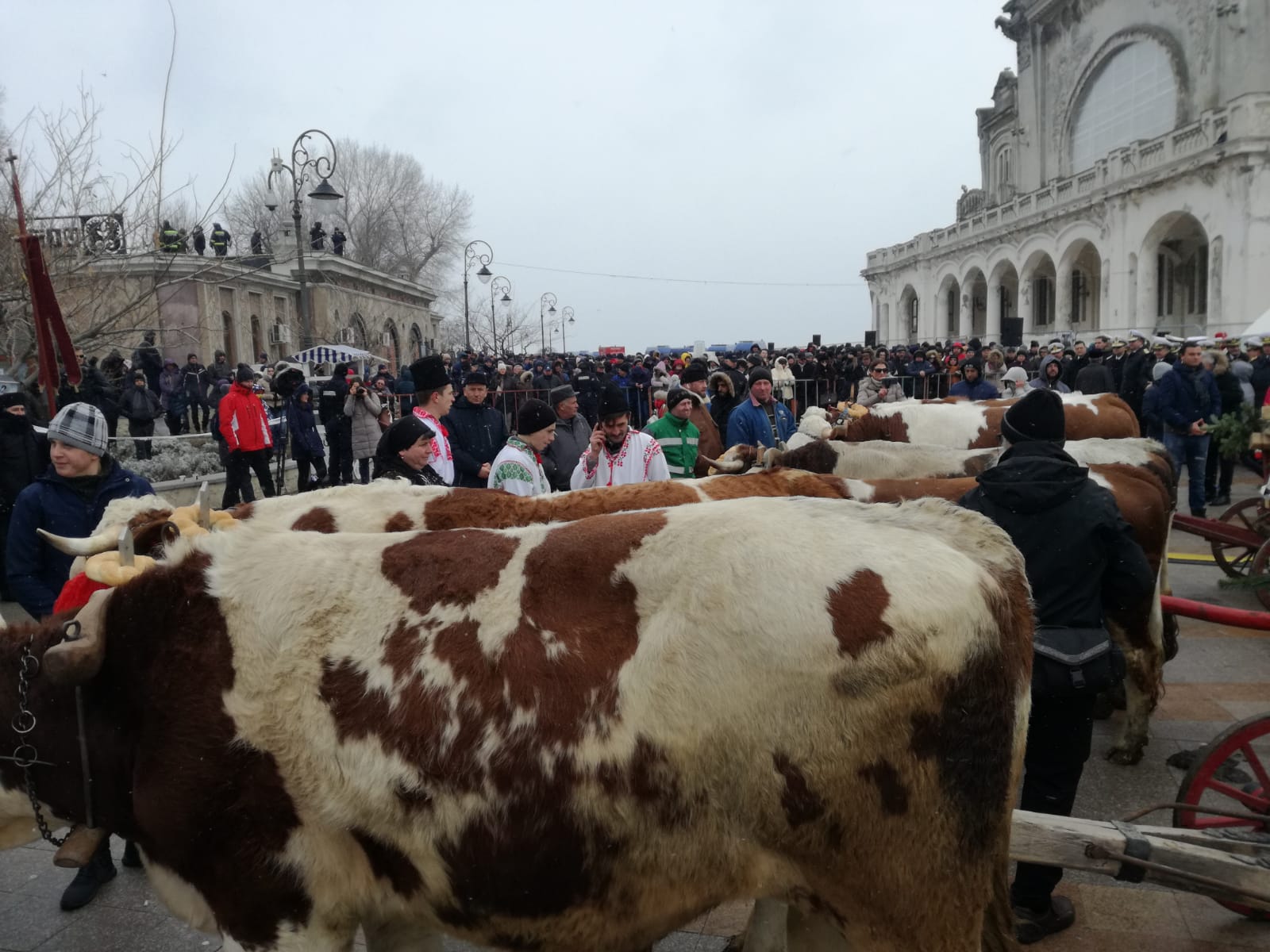 FOTO/ Deși mai puțini ca în anii trecuți, constănțenii tot s-au înghesuit ca să ia agheasmă. IPS Teodosie a aruncat spre cer trei porumbei