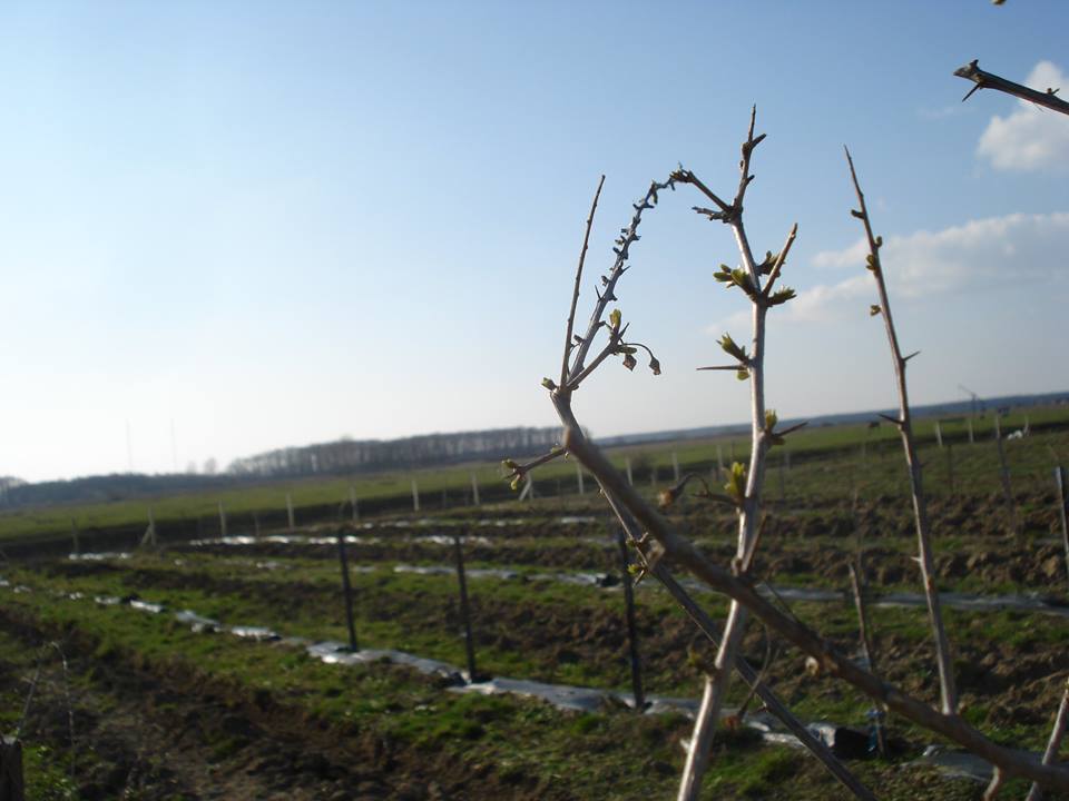 Cea mai mare cultură bio de goji din România, o investiție unică în Europa, riscă să fie distrusă - FOTO