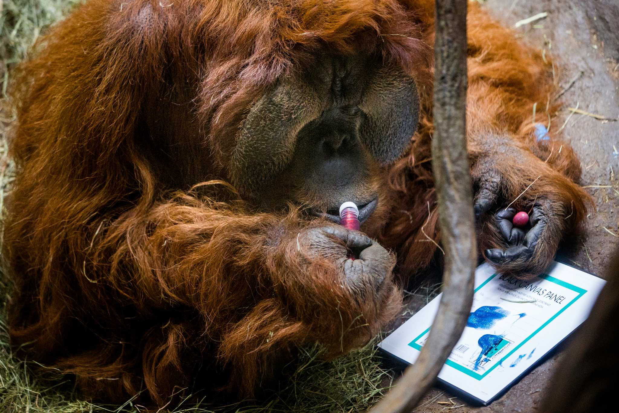 Towan the orangutan [SeattlePI]