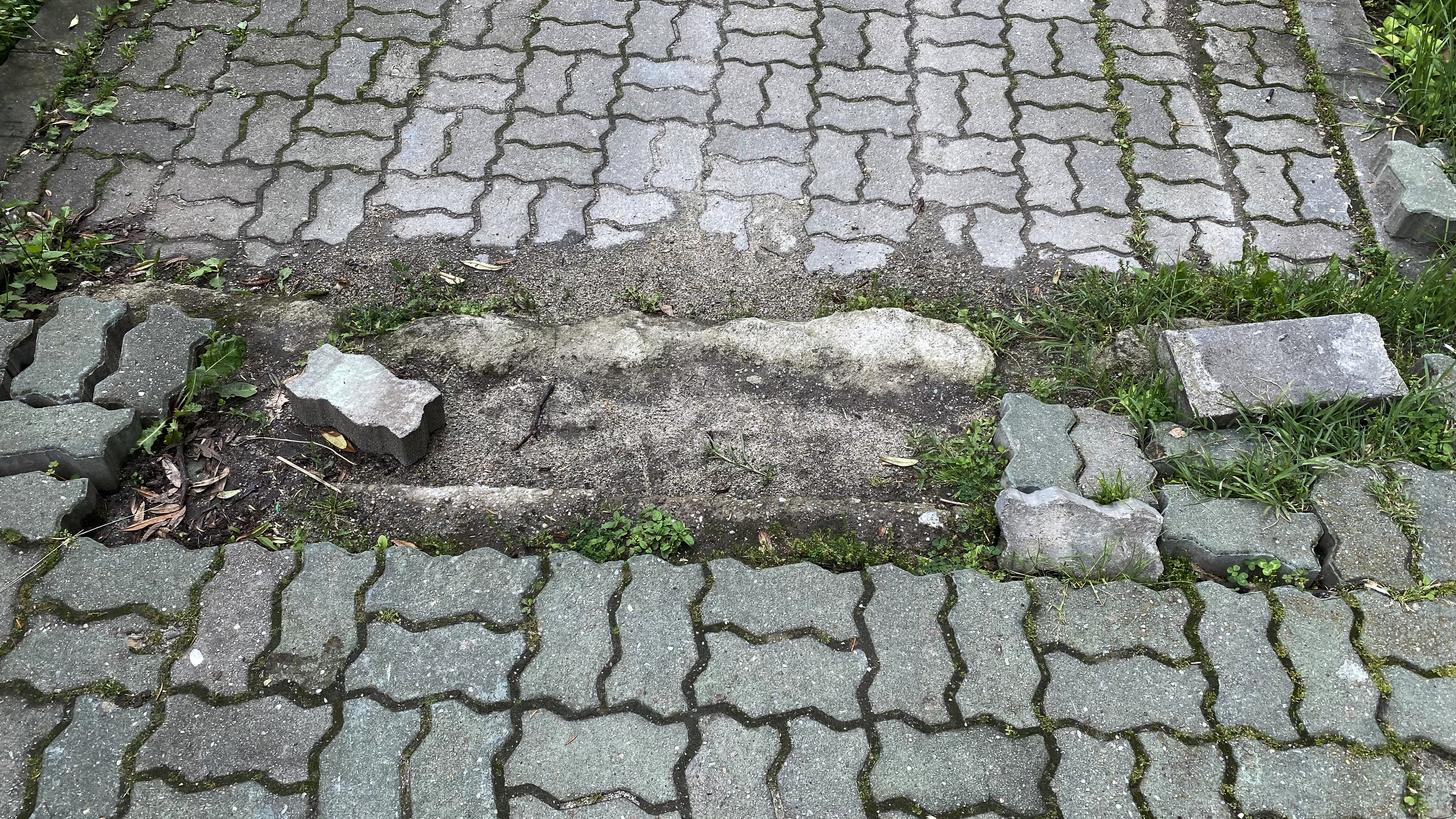 Degradarea continuă în parcurile din București. Insula Trandafirilor din Herăstrău, înghițită de buruieni