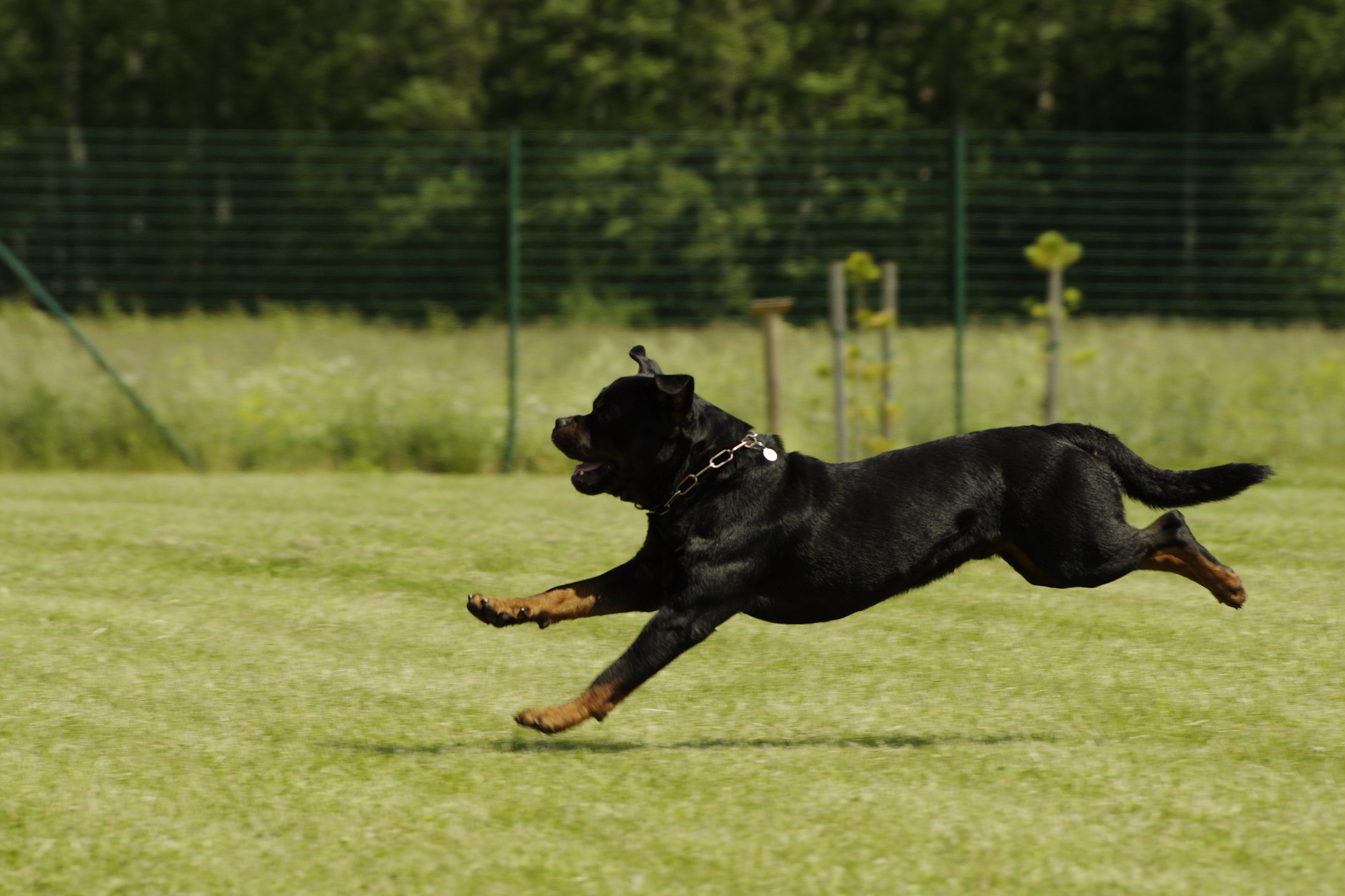 Rottweiler - ce trebuie să știi despre rasa cu cei mai buni câini de pază