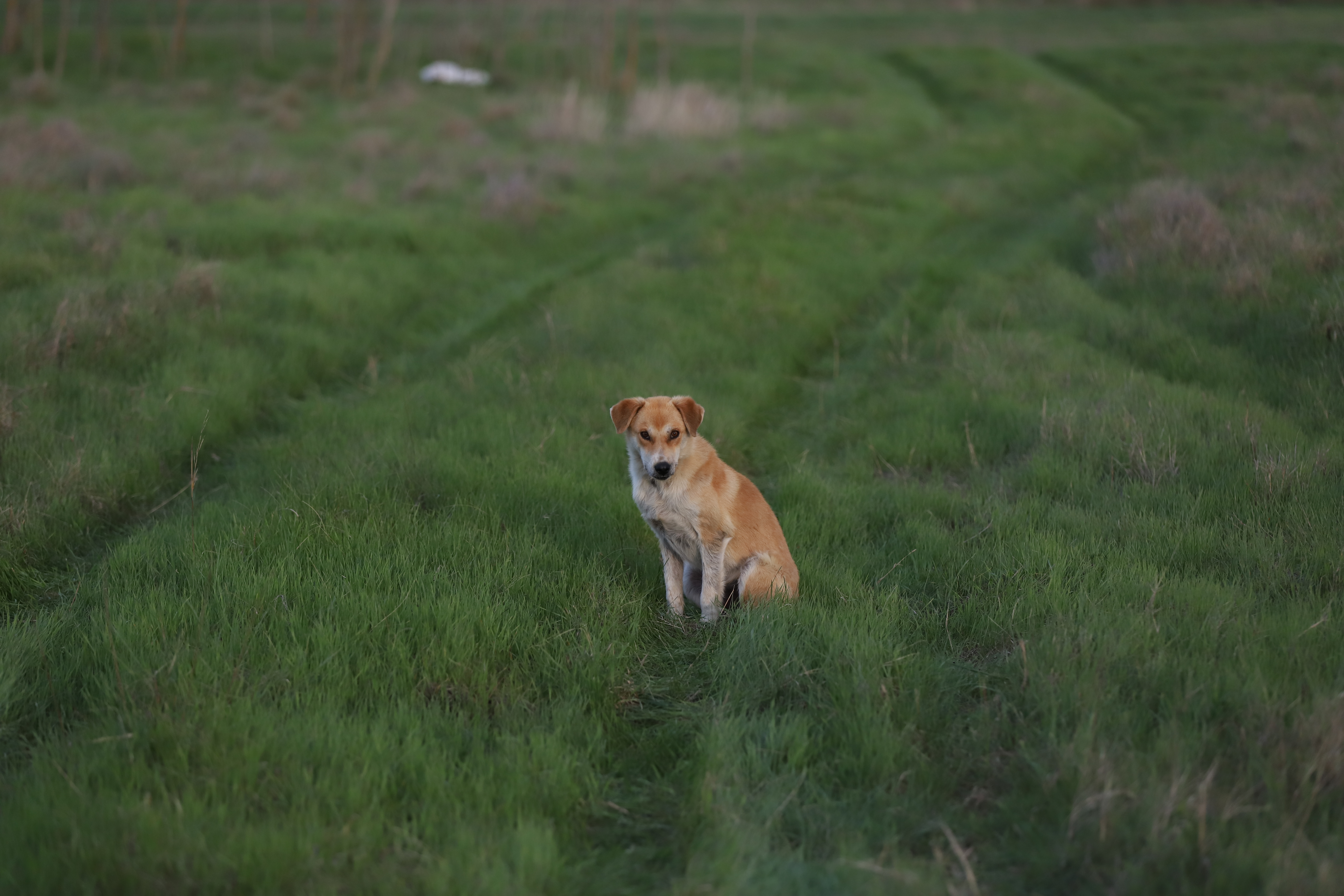 Doar șase oameni mai trăiesc în satul din Dobrogea unde s-a născut Sfântul Ioan Casian, care a zidit două mănăstiri la Marsilia