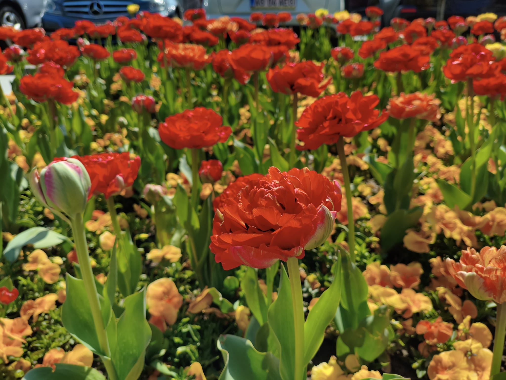 Peste 400.000 de lalele, la cea mai mare expoziție florală din România. Soiul unic care poate fi admirat doar la Pitești