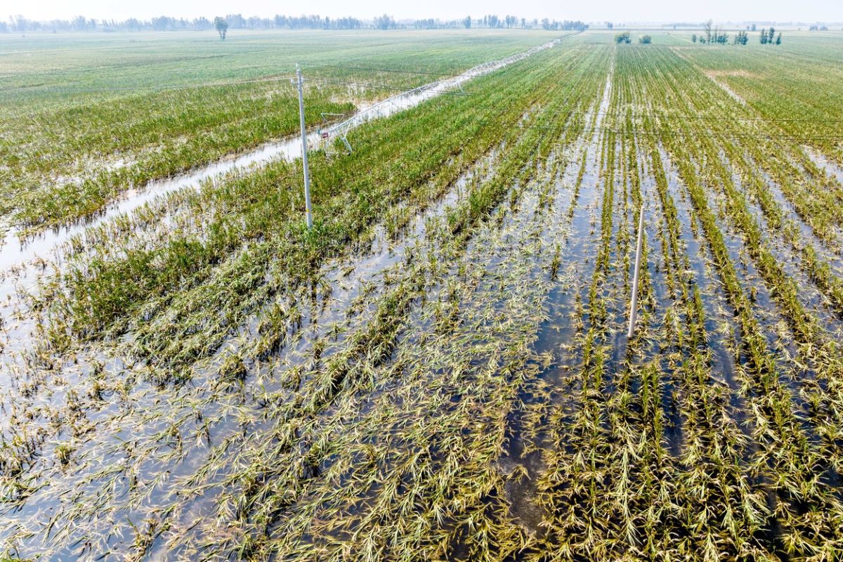 Îngrijorări privind securitatea alimentară a Chinei din cauza inundațiilor din principala regiune producătoare de cereale a țării