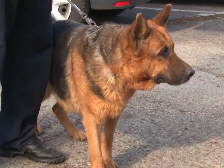 REPORTAJ/ Cățeaua-eroină a Poliției Vrancea are artrită și nu mai poate lucra. Gula a fost scoasă la licitație, dar singurul care o vrea e conductorul ei! (VIDEO)