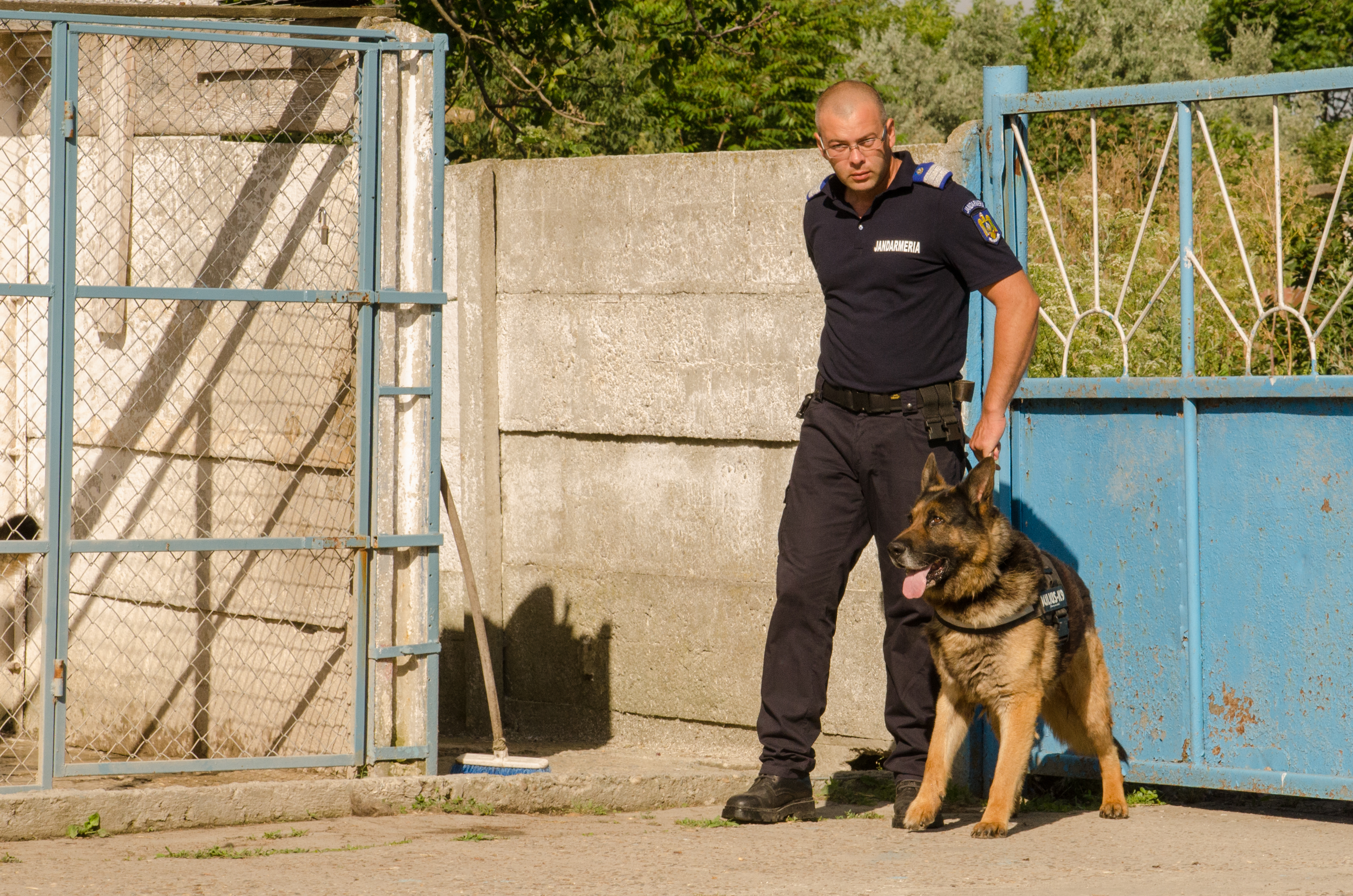 REPORTAJ/ Jandarmul Marius și câinele Mabanu, o prietenie mai presus de meserie. Deși a fost pensionat, ciobănescul german rămane cu plutonierul major/ (Foto&Video)