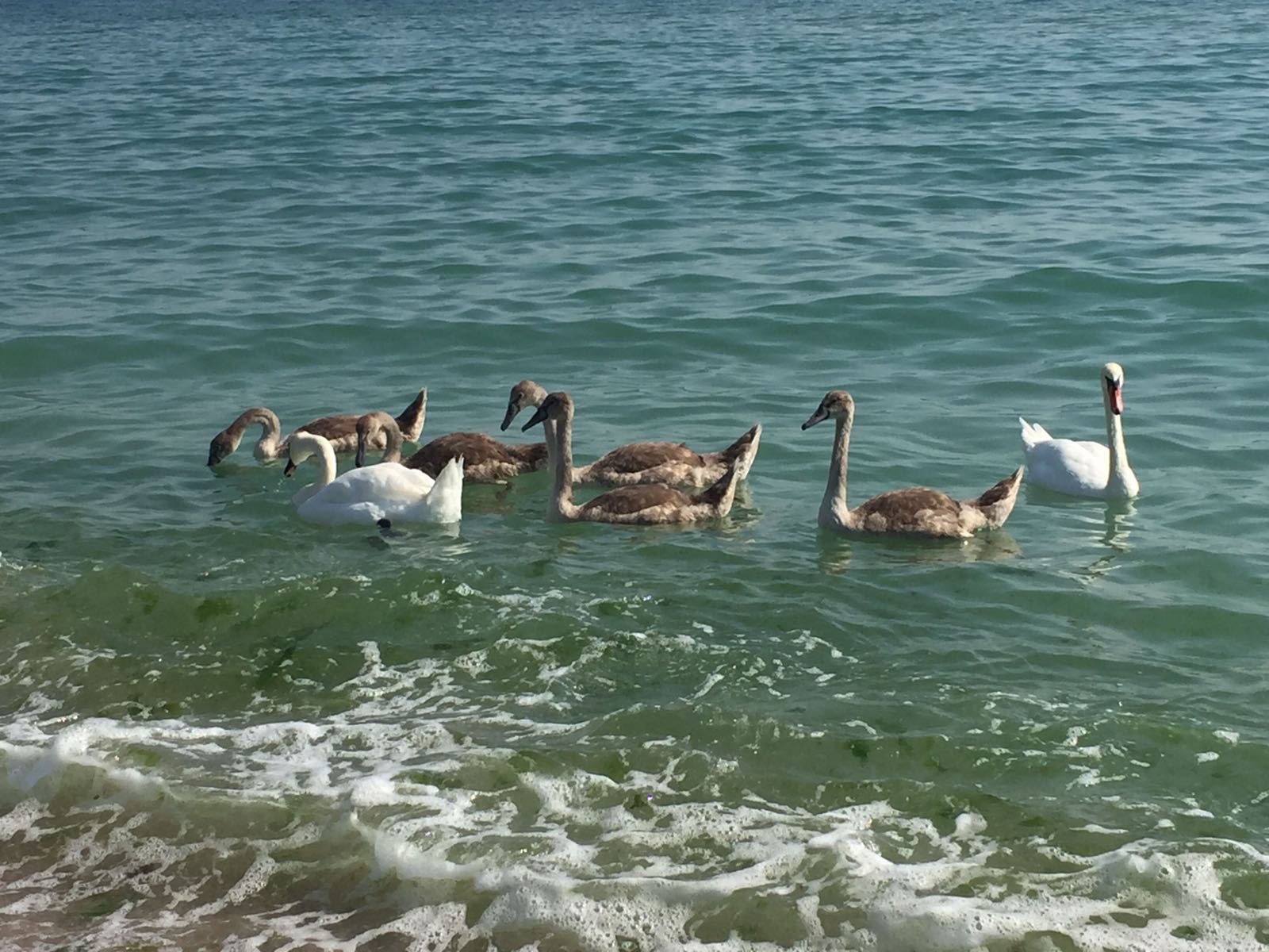Familie de lebede la Marea Neagră. Imagini de vis pentru turiștii veniți pe litoral | FOTO ȘI VIDEO