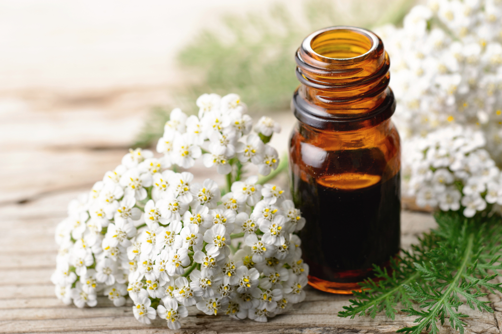 Coada șoricelului - ce beneficii are și cum se consumă planta medicinală