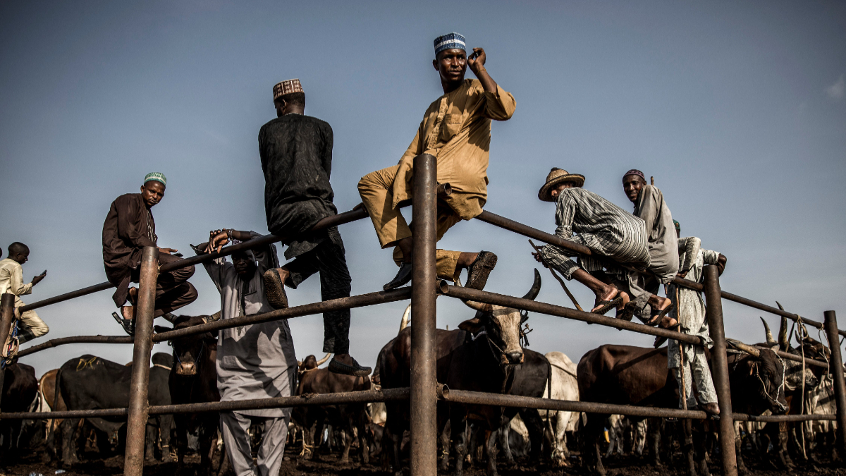 Hausa-Fulani pastoralists and cattle buyers wait for cattle transactions while sitting on a metallic fence at Kara Cattle Market in Lagos, Nigeria. [LUIS TATO/AFP via Getty Images]
