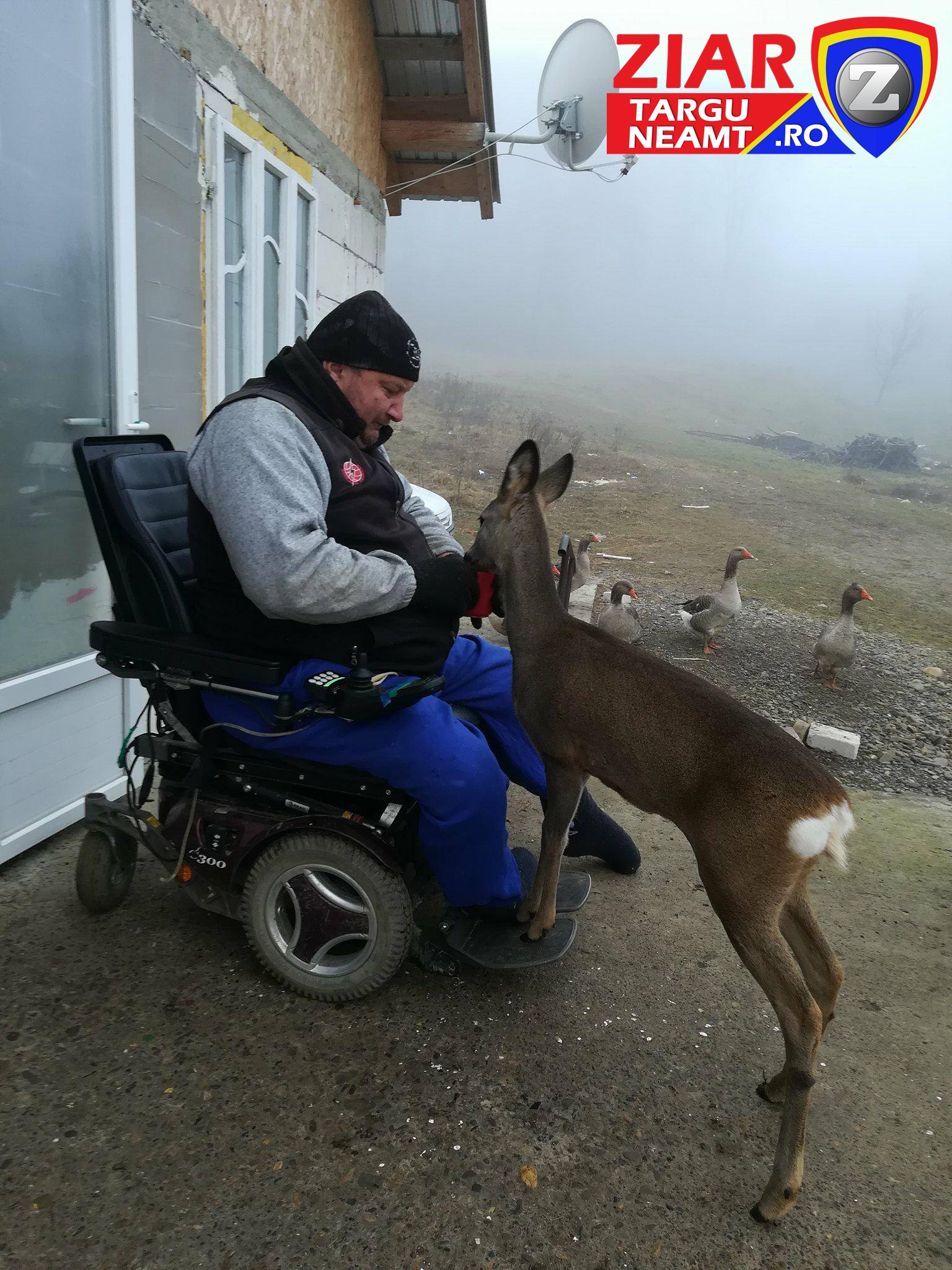 Pui de căprioară adoptat de doi soți din Târgu Neamţ, ambii în scaun cu rotile | FOTO