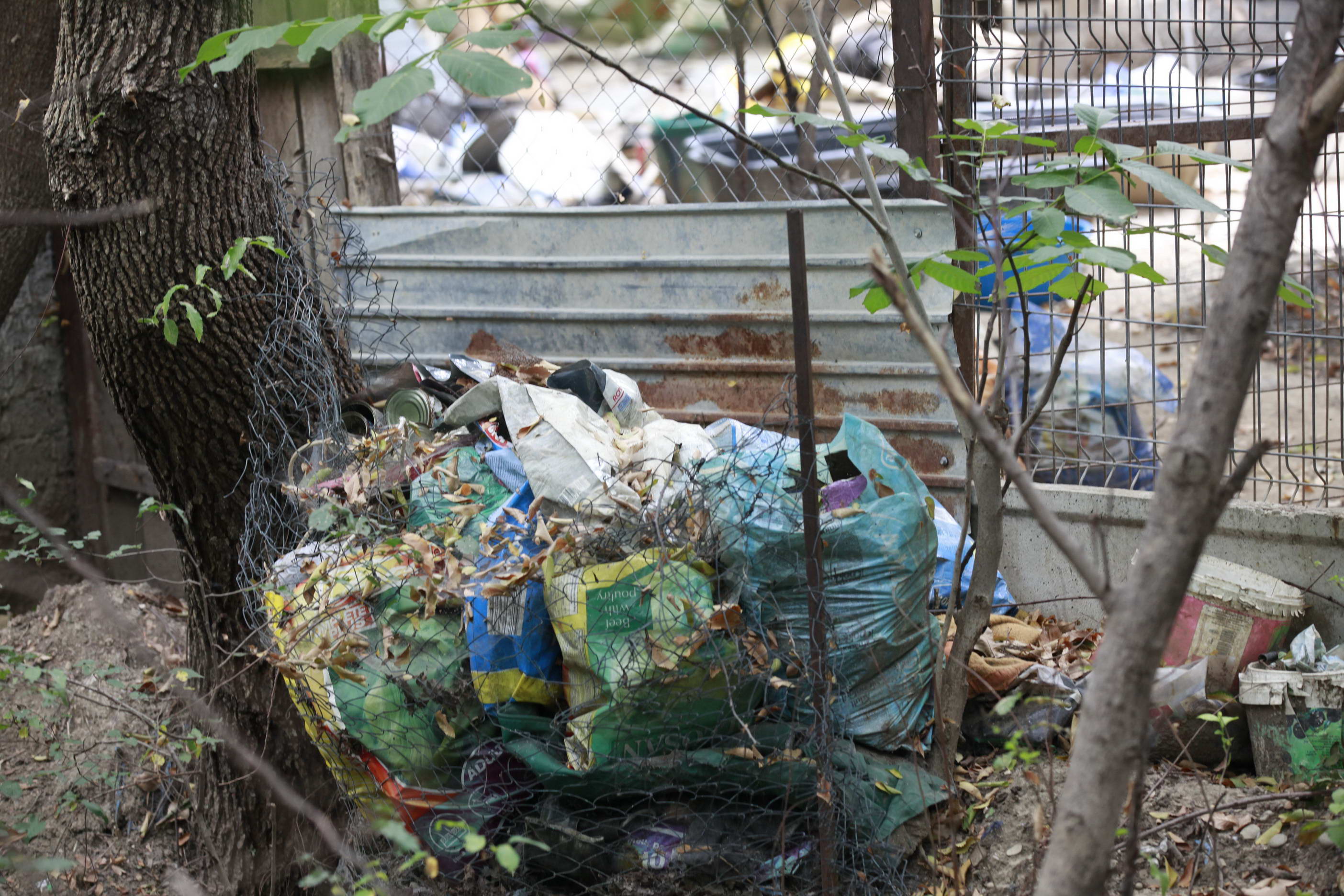 VIDEO&FOTO/ Două femei din județul Buzău cresc peste 400 de câini și 200 de pisici, spre disperarea localnicilor. Autoritățile încearcă de ani de zile să rezolve situația