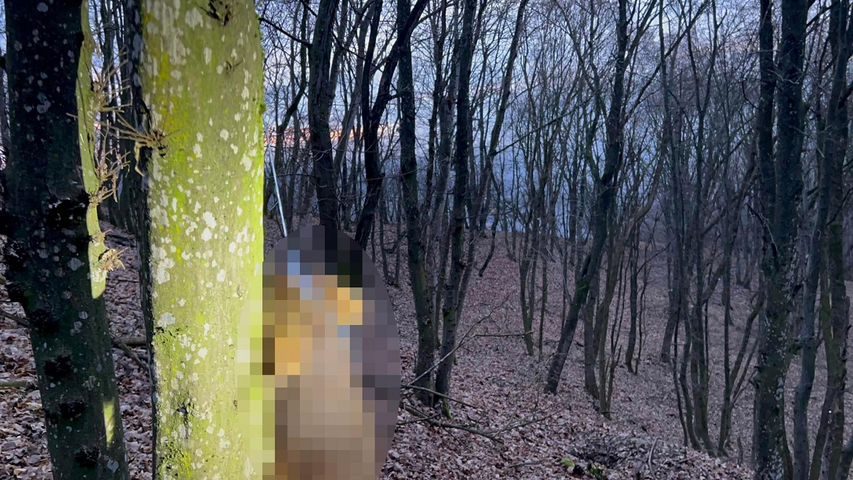 Câini spânzurați în pădure, în județul Bistrița. Poliția a deschis dosar penal și îi caută pe făptași