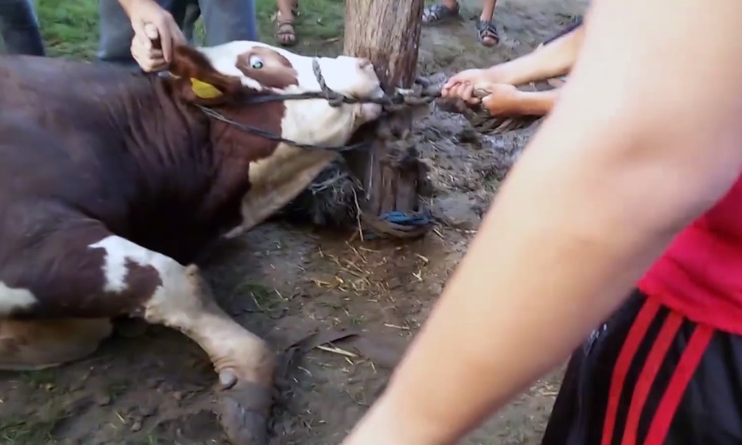 VIDEO/ Animalele din România, transportate în condiții îngrozitoare. Riscăm o anchetă a Parlamentului European. Atenţie, imagini care vă pot afecta emoţional!