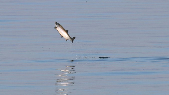 Bekokainozott lazacok úszkálnak a vizekben: meglepő felfedezésre jutottak a kutatók
