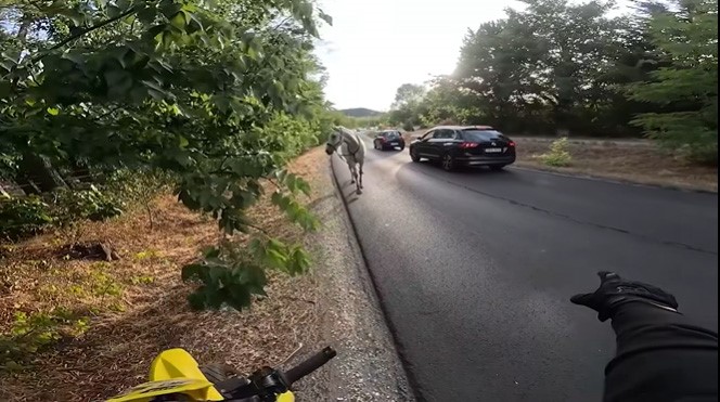 Elszabadult ló futott az úton az autók között: rossz vége lehetett volna, de egy motoros azonnal tudta, mit tegyen