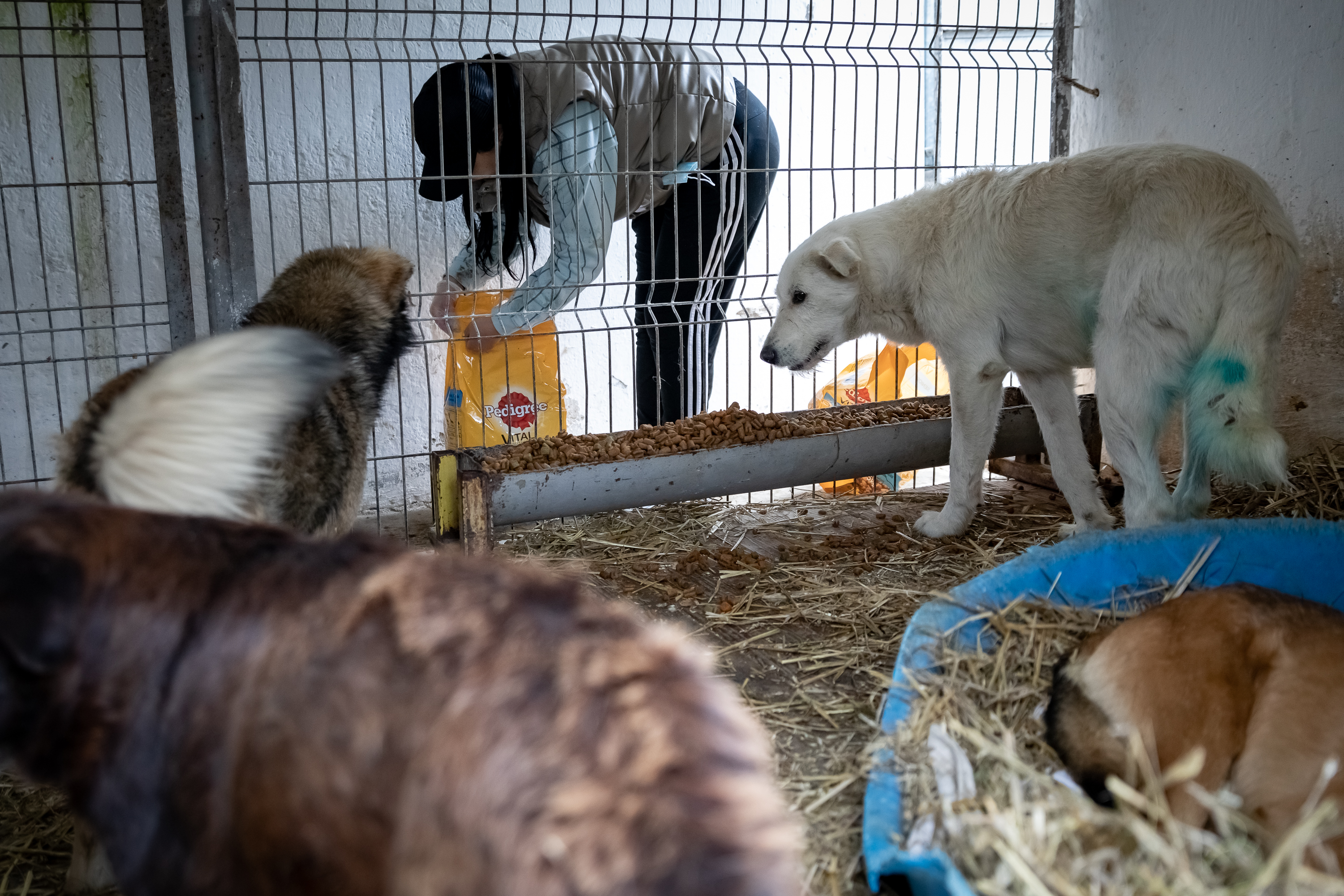 Poliţia Animalelor a împlinit un an. Peste o mie de animale salvate, zeci de dosare penale și 15 persoane arestate
