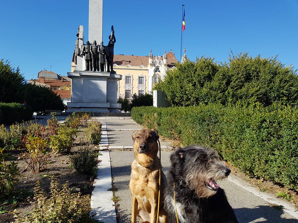 O fostă polițistă din Olanda a mers pe jos peste 2.000 de kilometri, până în România, pentru a salva câinii maidanezi