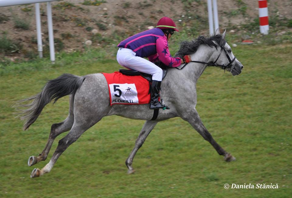 VIDEO | Guillaume Fillet, francezul care a readus cursele de galop în România: "România are tradiție, dar a avut o pauză de zeci de ani"