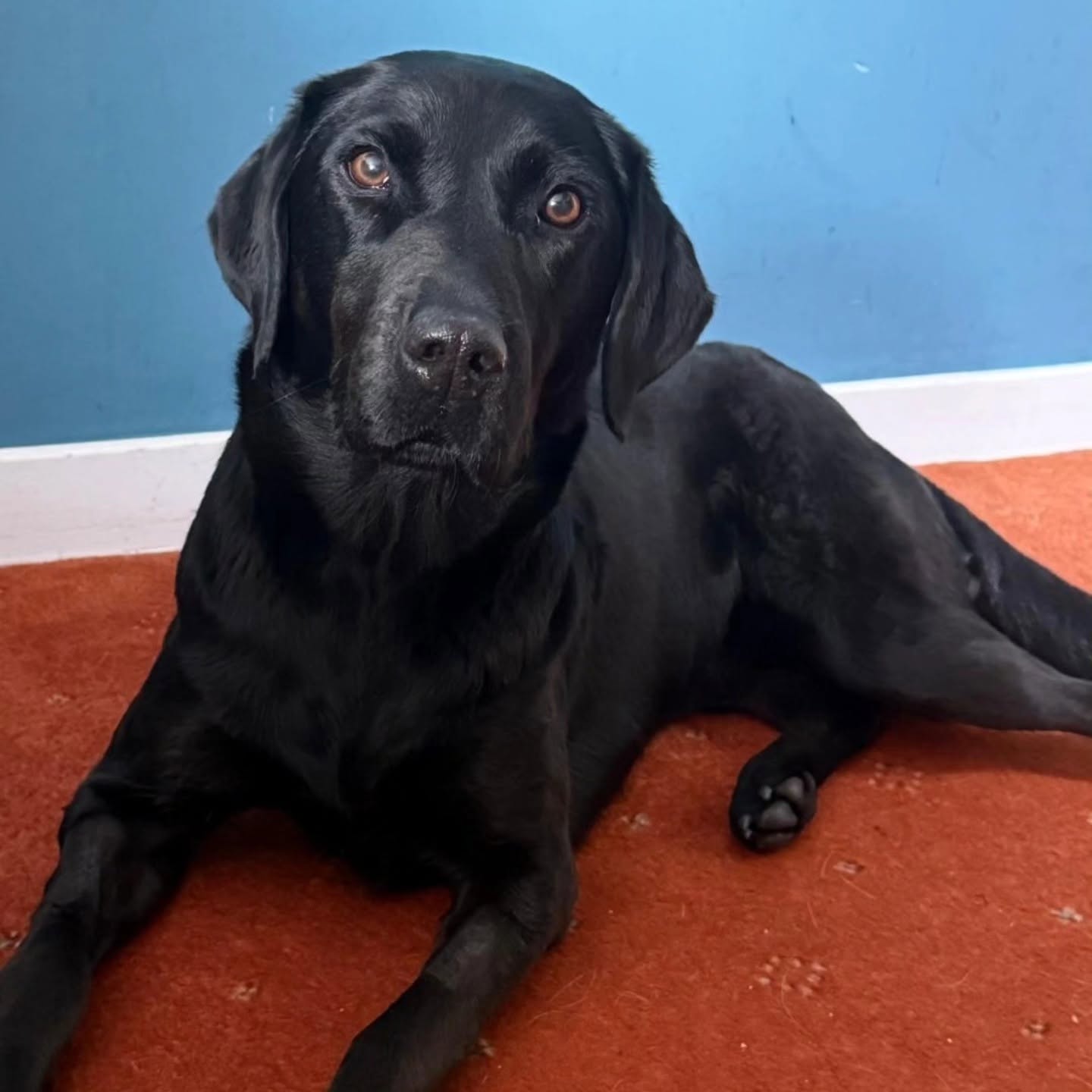 Tokyo, un labrador de 25 de kilograme, coborât „drogat” pe targă de pe cel mai înalt munte din Marea Britanie