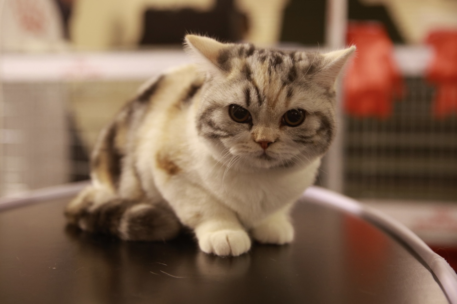 Pisici de top, priviri hipnotizante și povești spectaculoase. Cum a fost la Salonul Felin Internațional SofistiCAT
