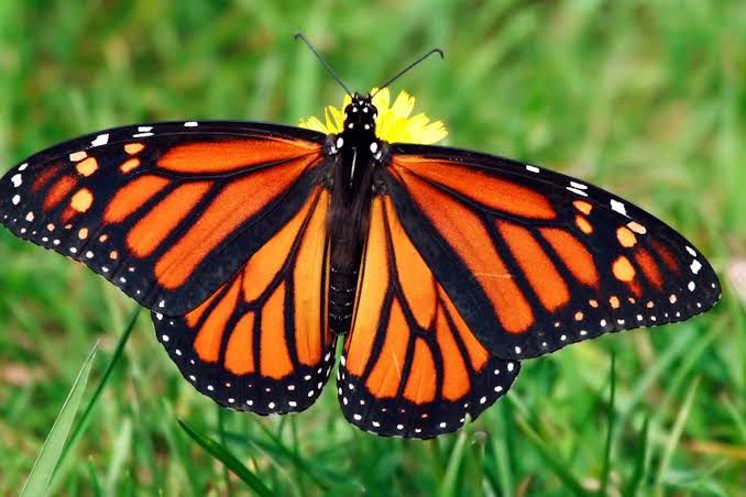 Why we no longer see butterflies in our backyard