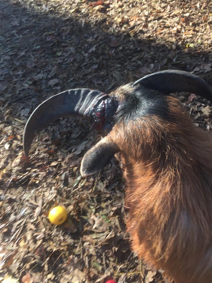FOTO&VIDEO| Animale bolnave la Grădina Zoologică din Timișoara. O femeie vrea să facă plângere la DSV