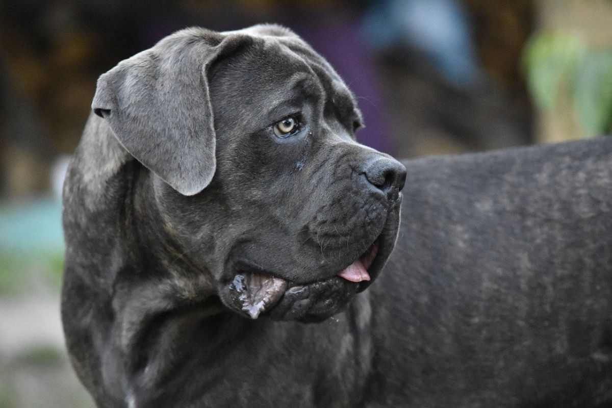 Cane Corso - ce caracteristici și temperament are. Cum se dresează patrupedul