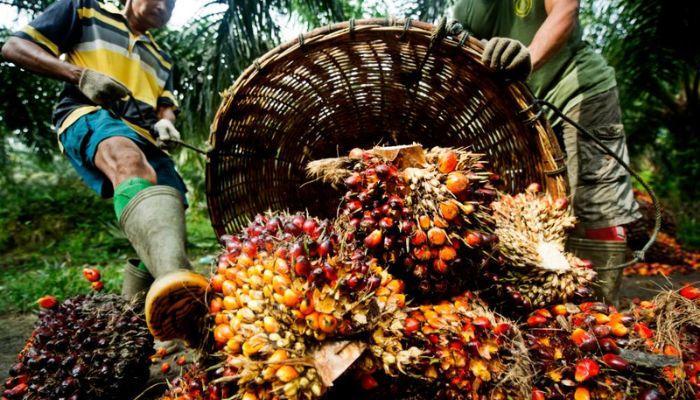 Local production across Africa is currently insufficient to satisfy demand, leaving consumers with little choice but to pay more for the imported product
