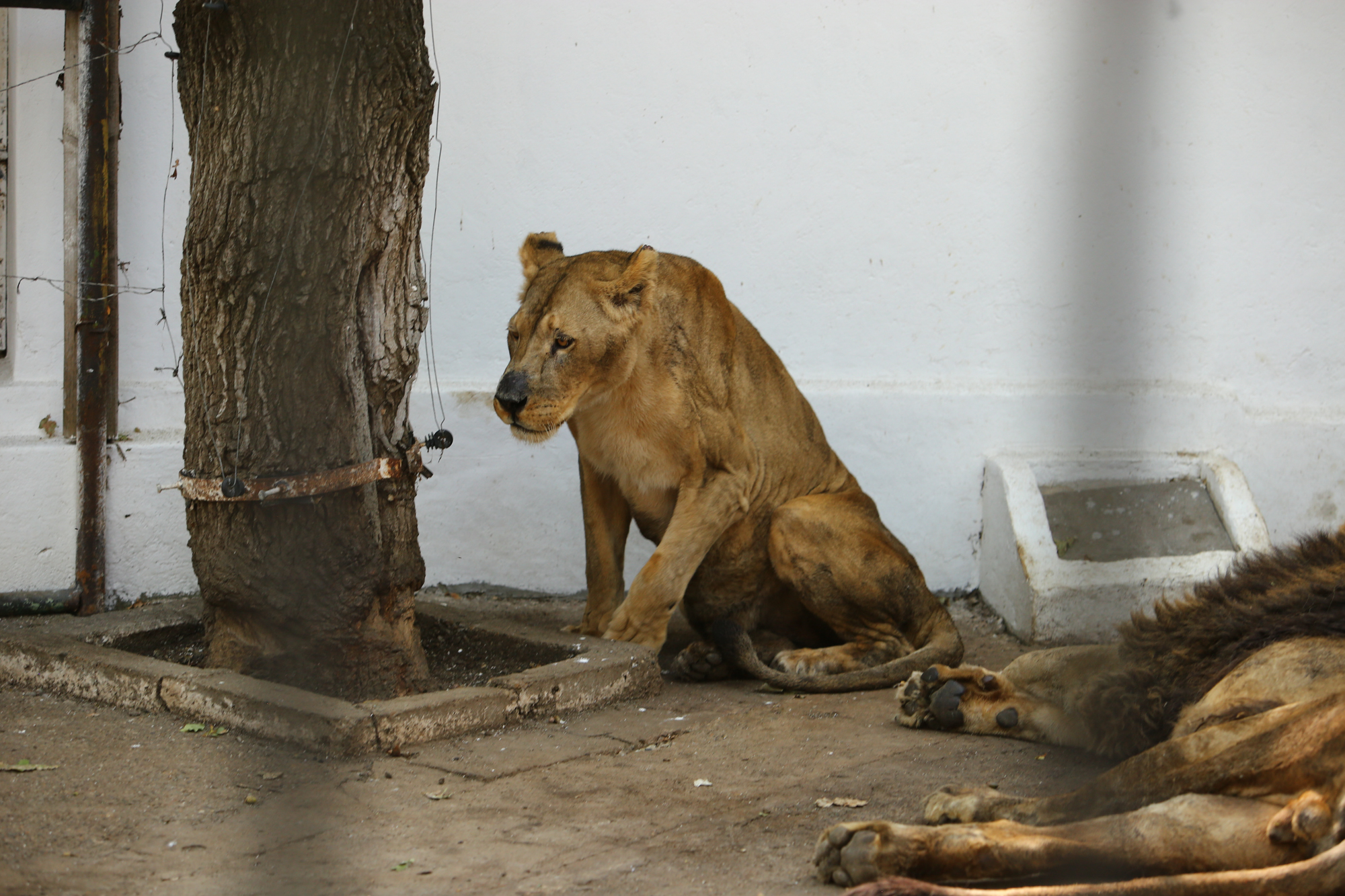 REPORTAJ. Grădina Zoologică din Brăila - în vizită la „pușcăria animalelor”: Vietăți apatice, mâncare puţină, apă în cauciucuri de maşină