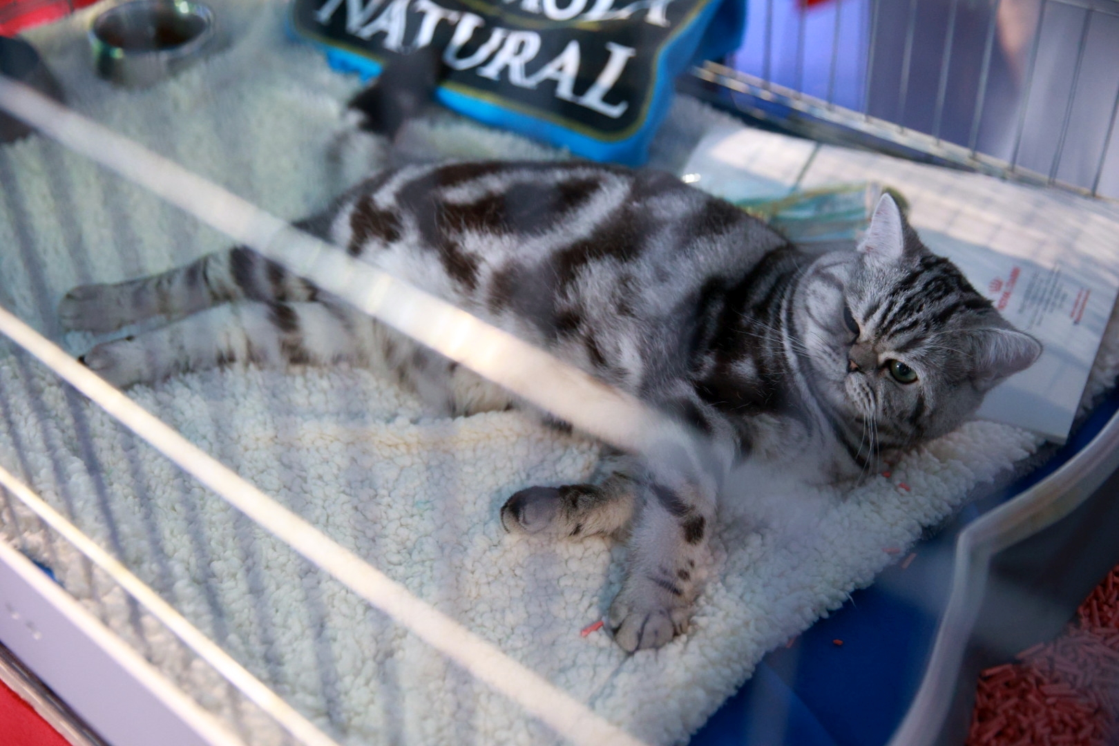 Libertatea a mers la Campionatul Mondial Felin. Bucureștiul, capitala mondială a pisicilor: peste 750 de feline din întreaga lume au strălucit la Romexpo
