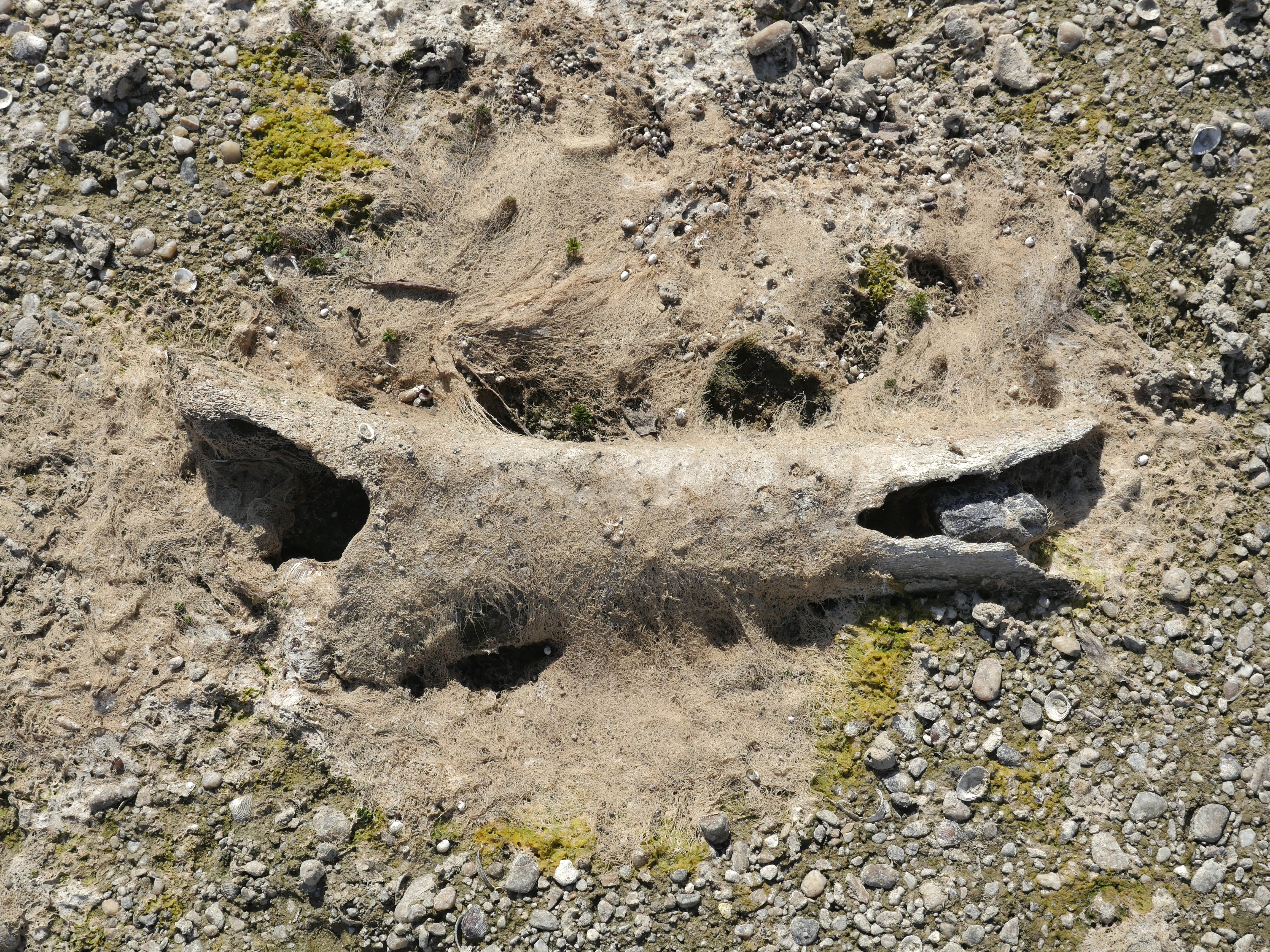 Dunărea a secat în Bulgaria atât de mult, încât au putut fi descoperite rămășițele unui mamut