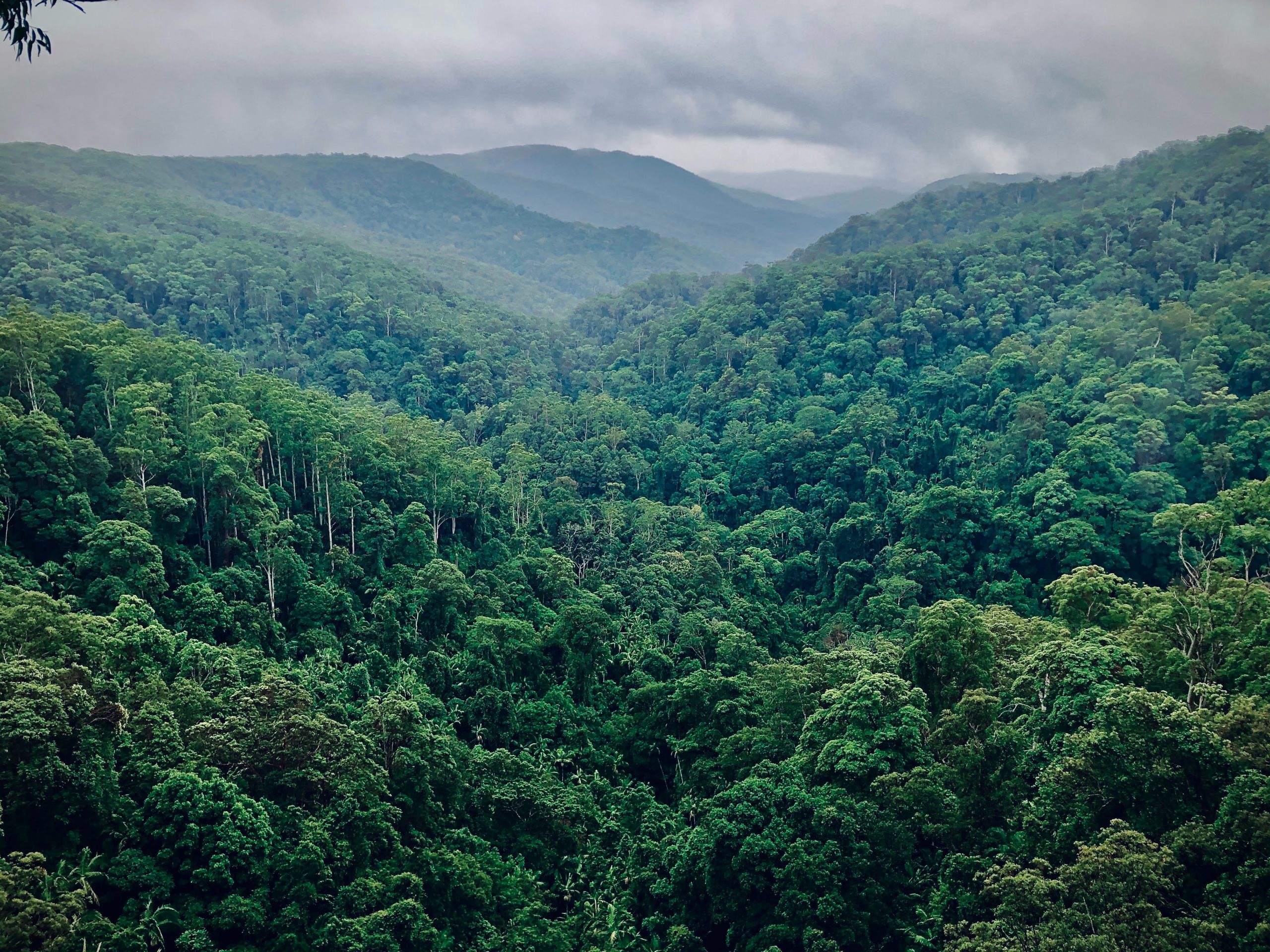 France leads $2.5 billion drive to protect the Congo’s rainforest