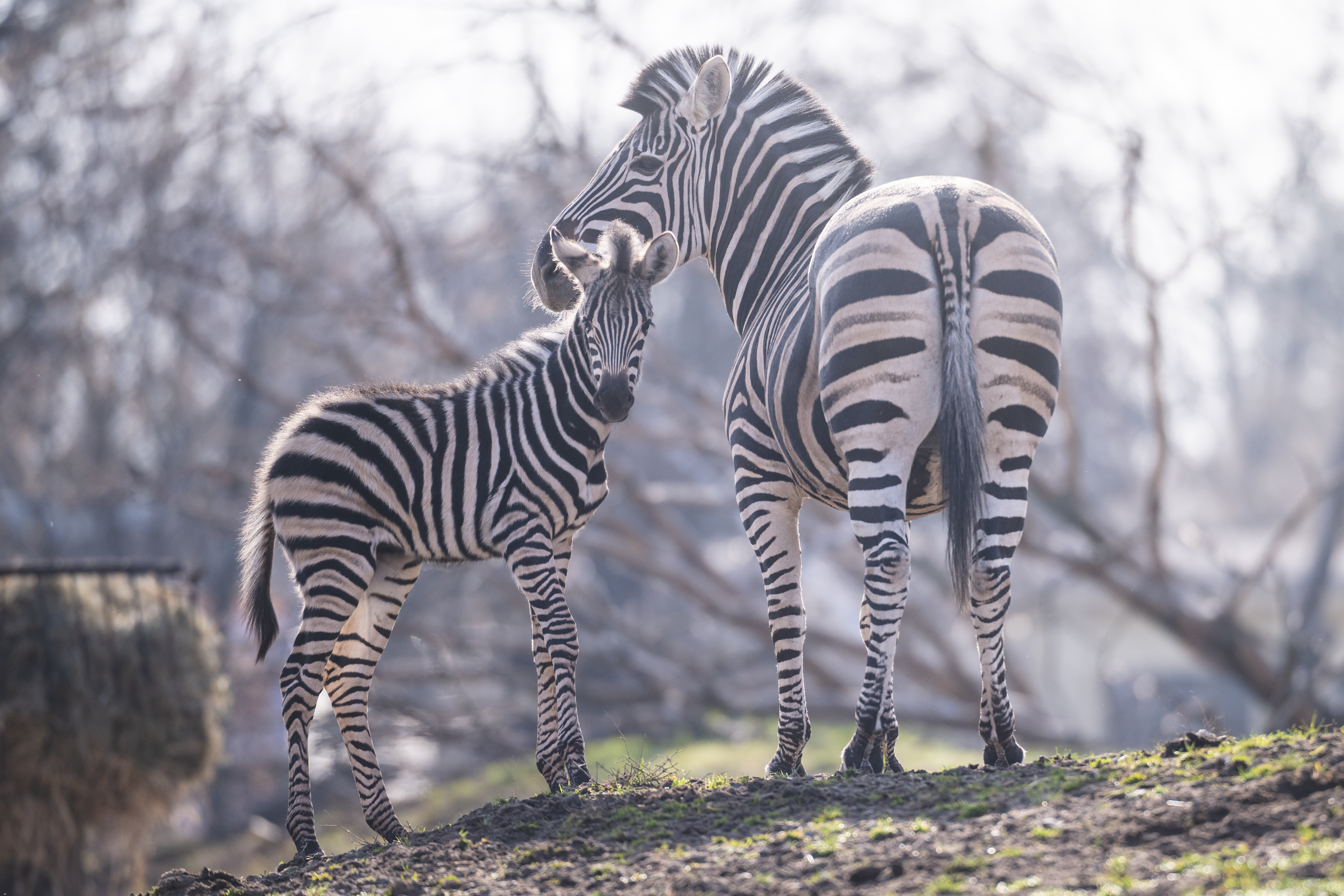Pasiasta piękność bryka w zoo