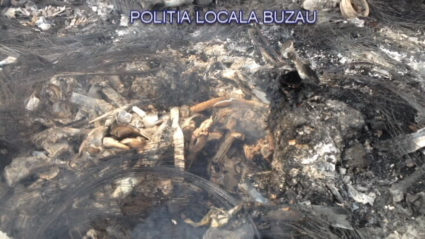 GALERIE FOTO| Descoperire macabră în Buzău. Un crescător de porci își hrănea animalele cu cadavre şi resturi animale