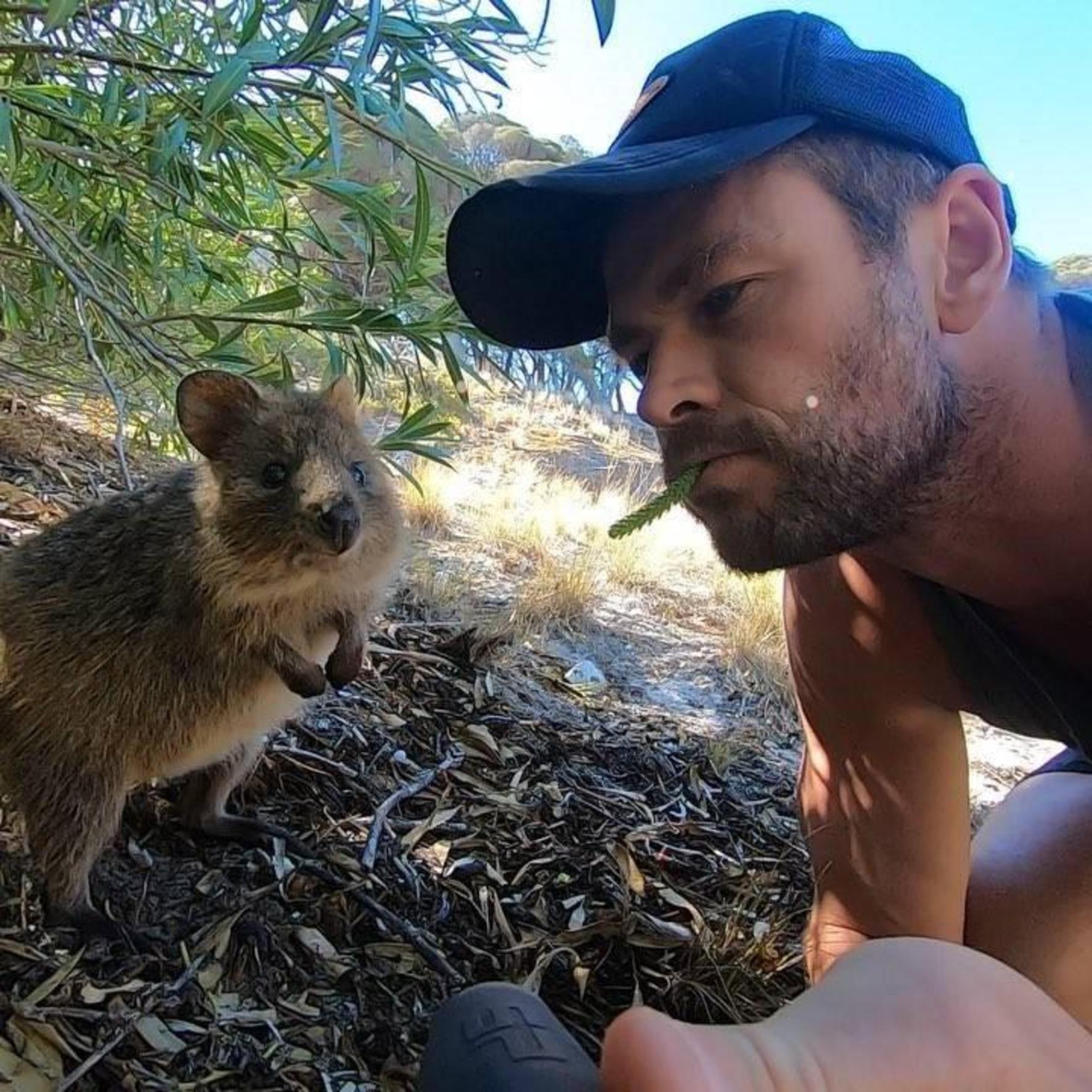 Pasagerii unei nave de croazieră, băgați în carantină cu quokka, supranumite cele mai fericite animale din lume