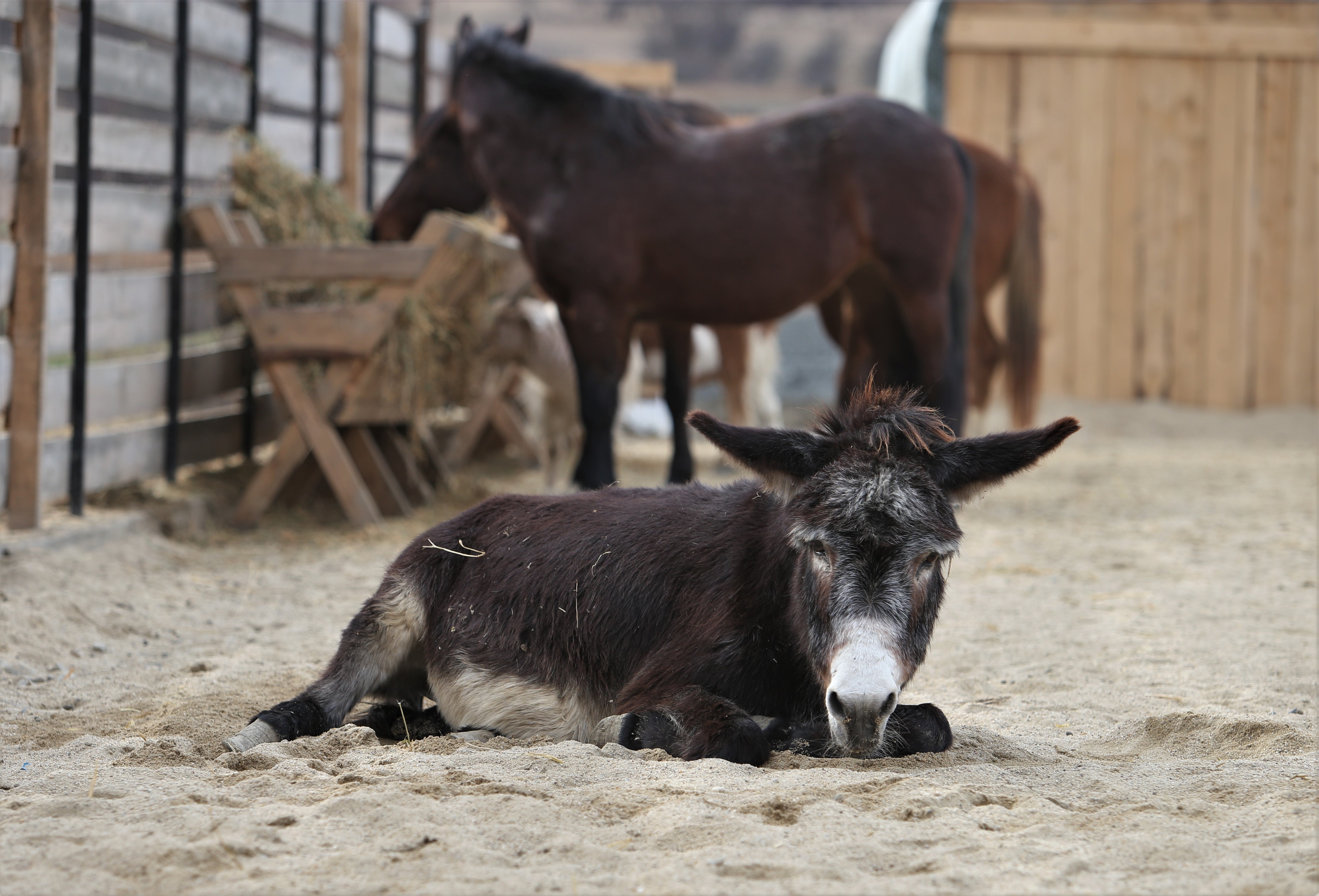 Povestea tristă a lui Papi, un pui de căprioară rănit, a însemnat începutul unui proiect uimitor: Sanctuarul Papi Land, locul unde animalele de fermă abuzate și torturate reînvață să trăiască