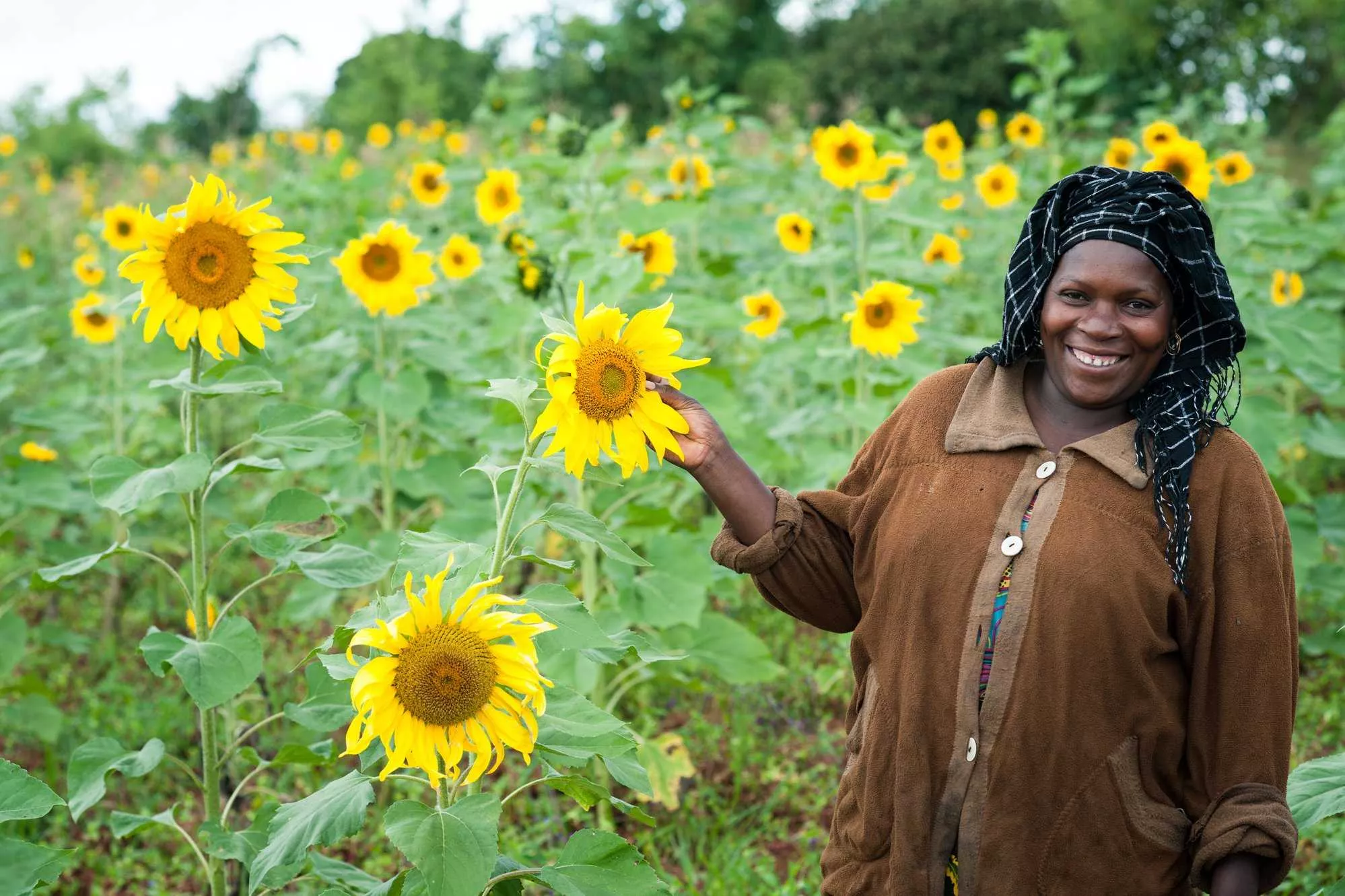 A sunflower farmer in Tanzania. BL Agro plans to make edible-oil production and local crop processing the first phase of its investment. [ONE ACRE FUND]