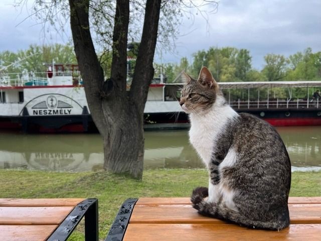 Elrabolták az ország egyik leghíresebb macskáját, a dunai hajóskapitányt: kamera rögzítette, ahogy autóba tuszkolták