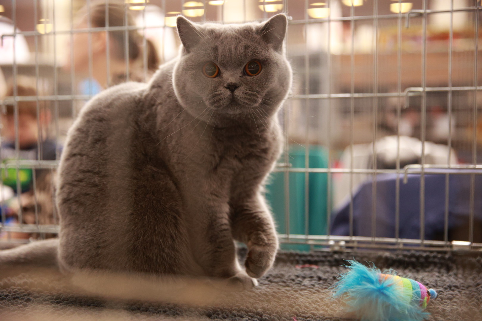 Pisici de top, priviri hipnotizante și povești spectaculoase. Cum a fost la Salonul Felin Internațional SofistiCAT