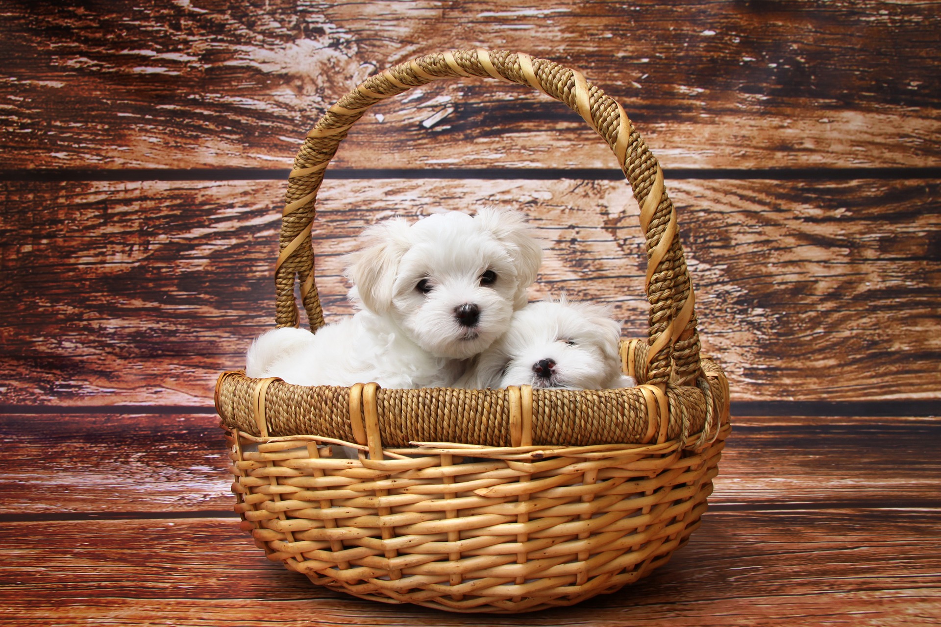 Bichon Maltez - ce caracteristici are una dintre cele mai vechi rase de câini
