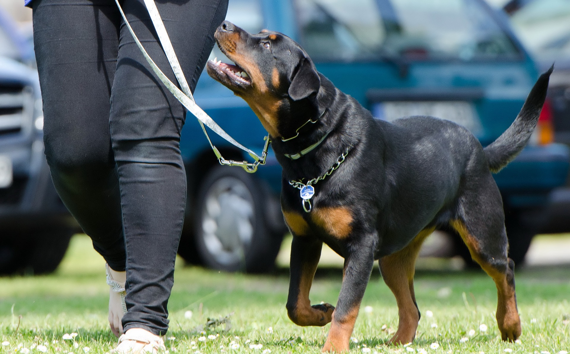 Rottweiler - ce trebuie să știi despre rasa cu cei mai buni câini de pază