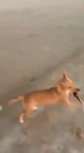 Pățania unei turiste pe o plajă din Mexic. Un câine a lăsat-o fără slip! | FOTO
