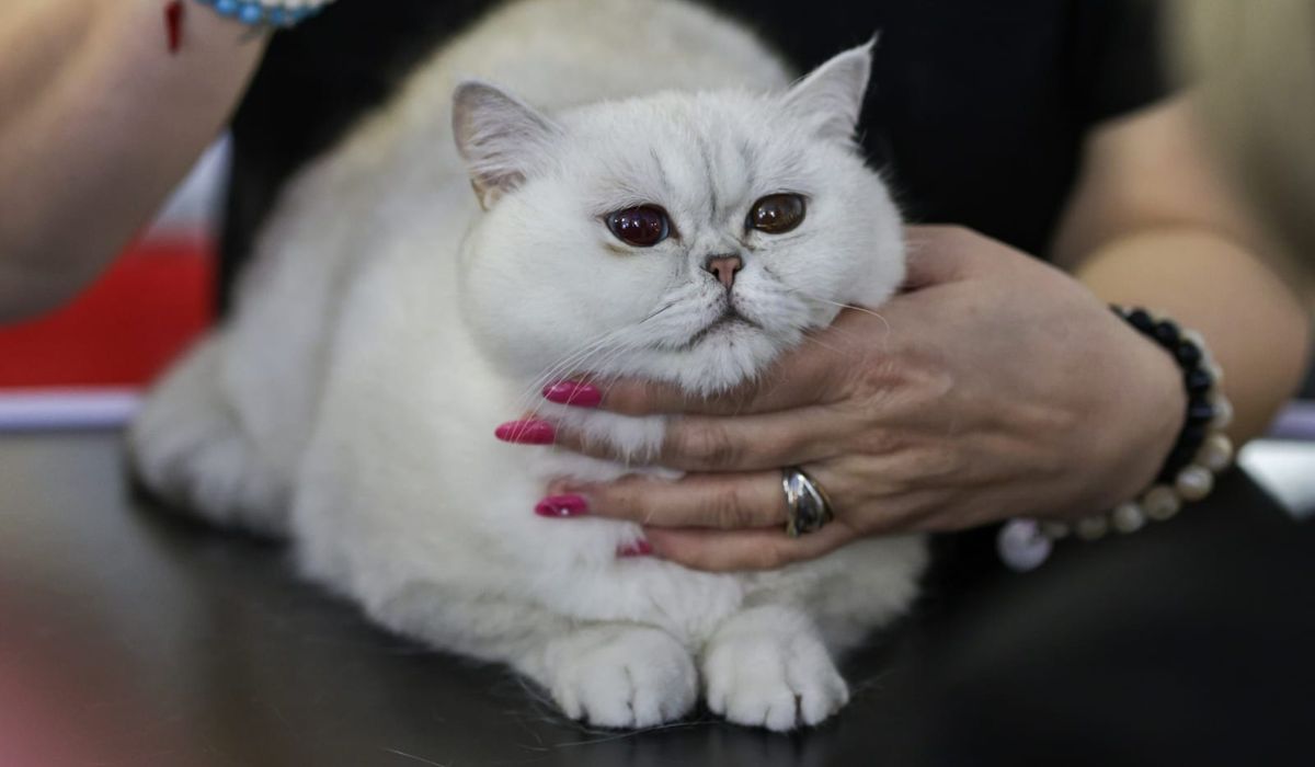 Expoziție de pisici la București: O nouă rasă de pisici va fi prezentată, în premieră, în România la evenimentul dedicat felinelor