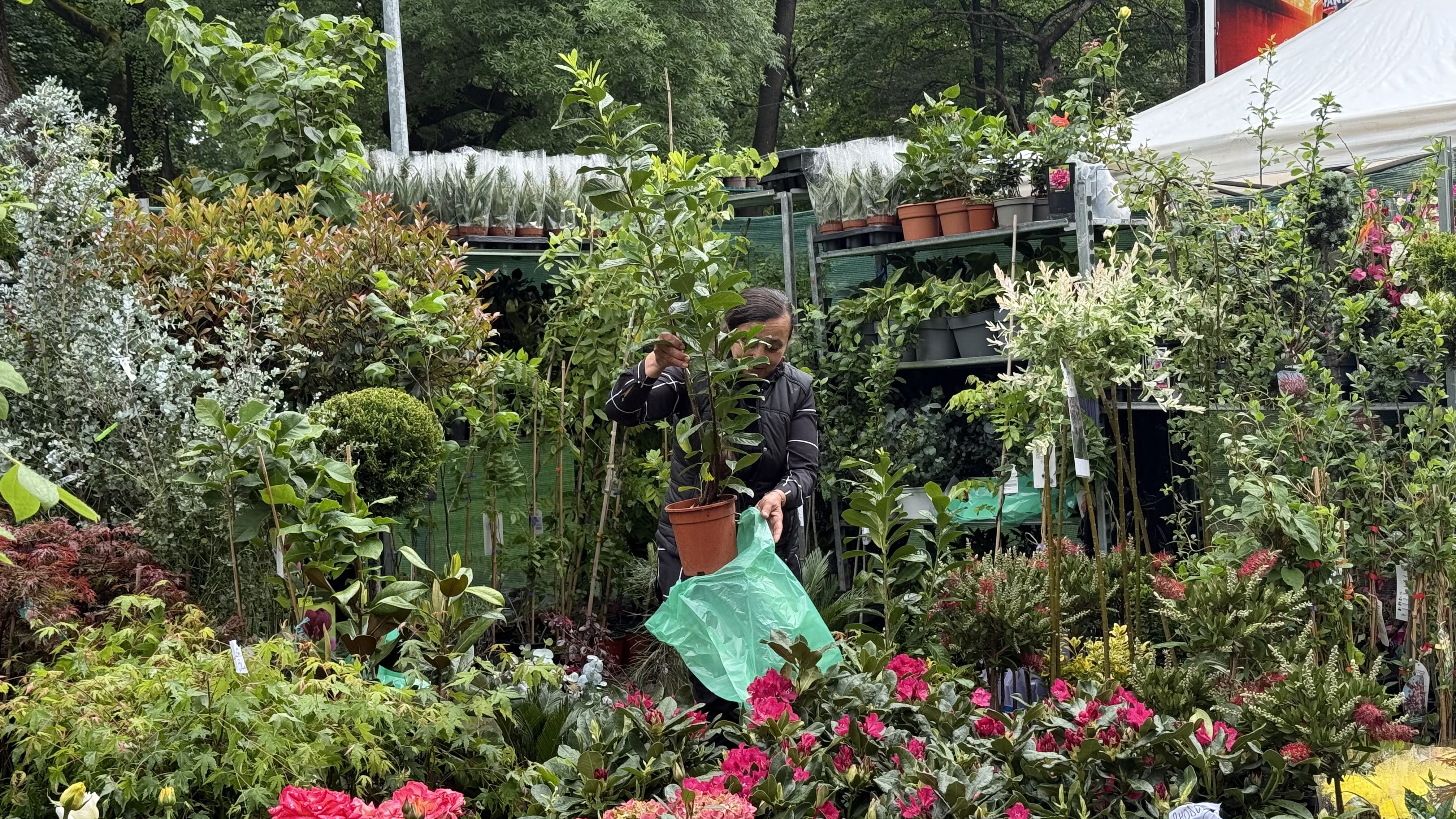 Explozie de flori și fructe exotice la Agronomie. Cât au plătit oamenii pentru „Mâna lui Buddha” „Banana Nordului” și smochinul mov